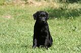 LABRADOR 976